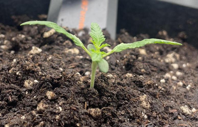First 🌱💚. Week 1
