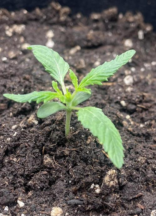 First 🌱💚. Week 1