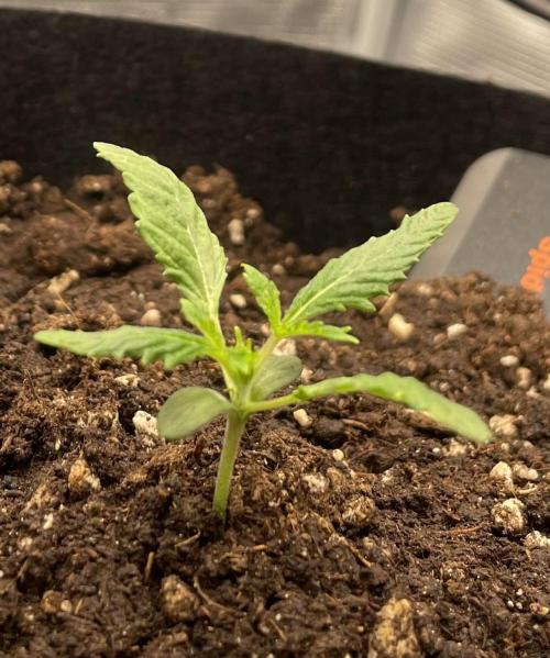 First 🌱💚. Week 1