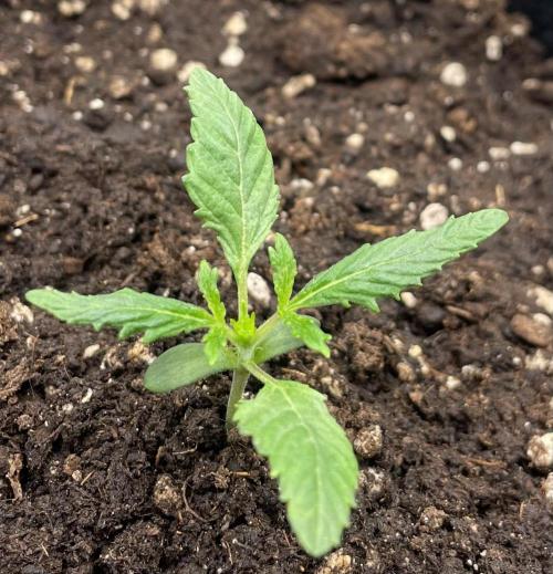 First 🌱💚. Week 1