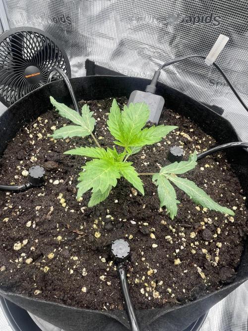 First 🌱💚. Week 1