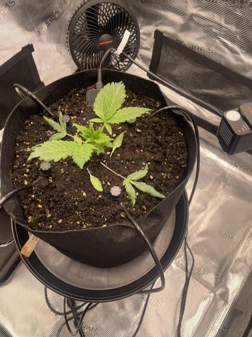 First 🌱💚. Week 2