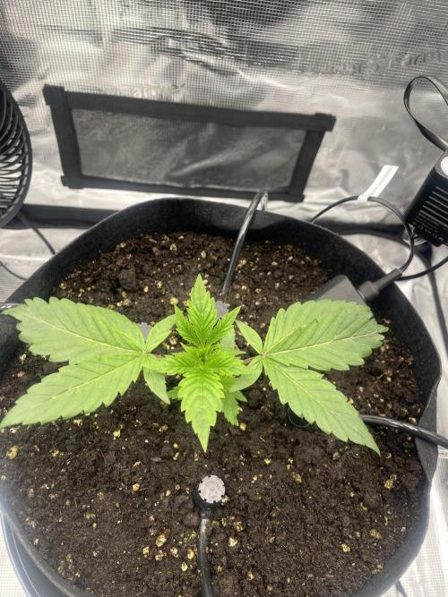 First 🌱💚. Week 2