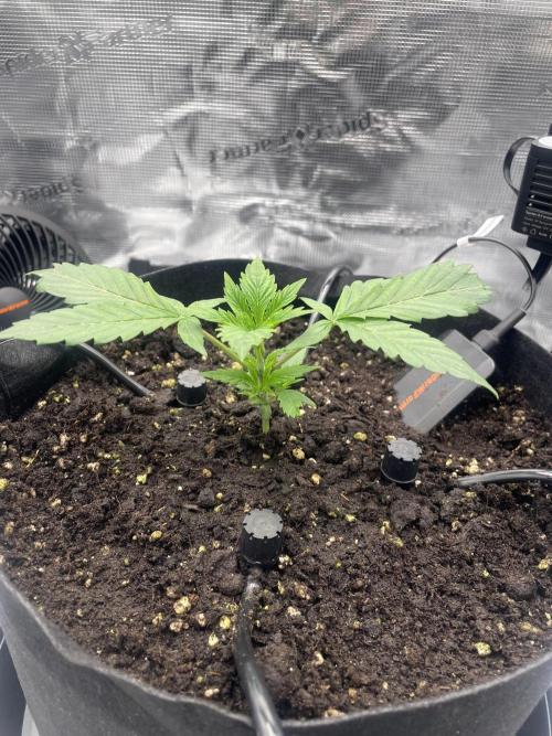 First 🌱💚. Week 2