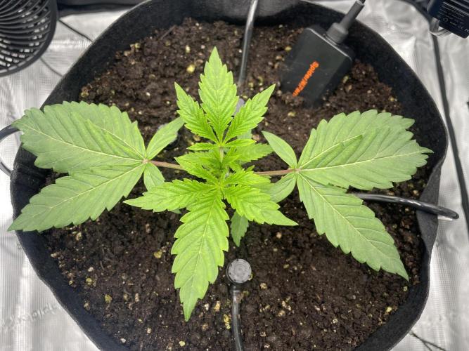 First 🌱💚. Week 2