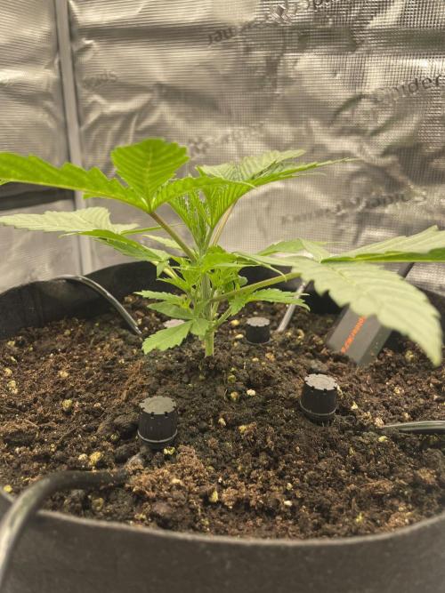 First 🌱💚. Week 2