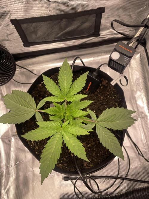 First 🌱💚. Week 2