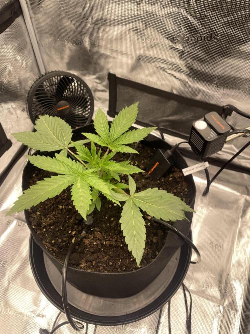 First 🌱💚. Week 2