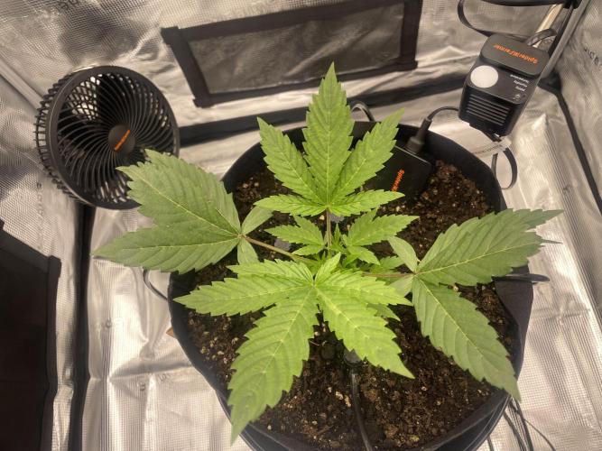 First 🌱💚. Week 2