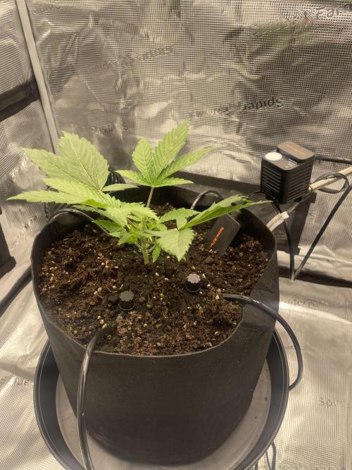First 🌱💚. Week 2