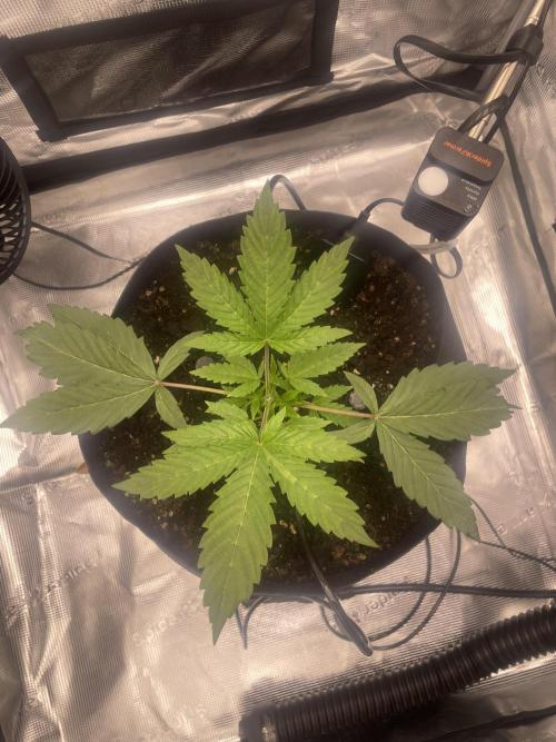 First 🌱💚. Week 2