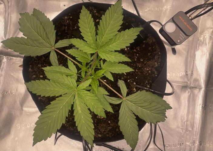 First 🌱💚. Week 2