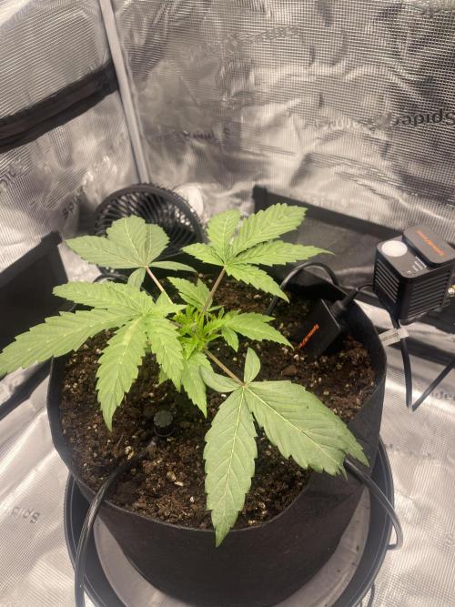 First 🌱💚. Week 2