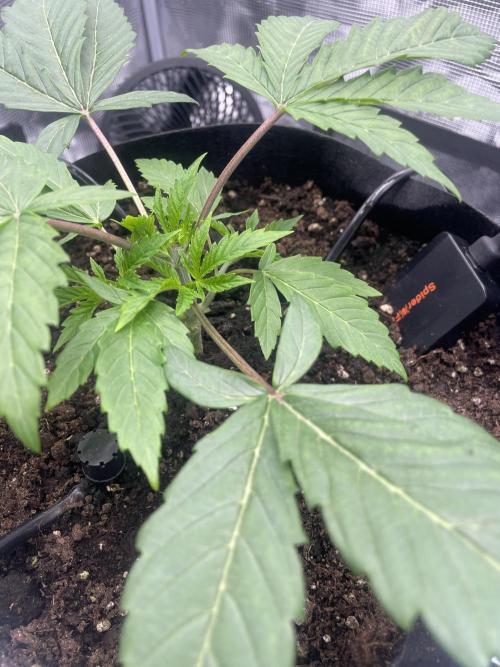 First 🌱💚. Week 2