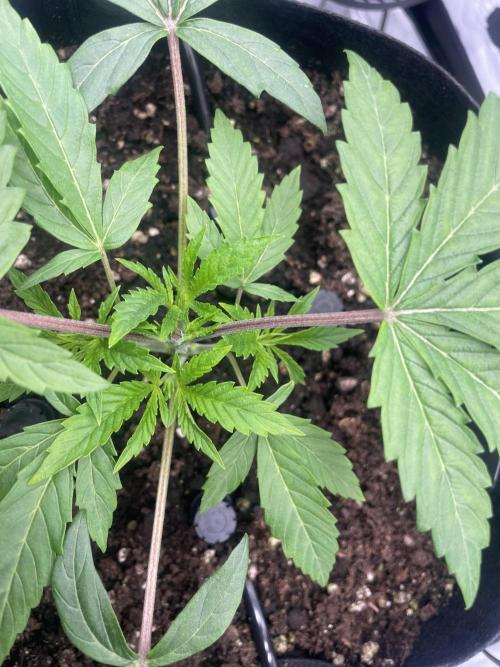First 🌱💚. Week 3