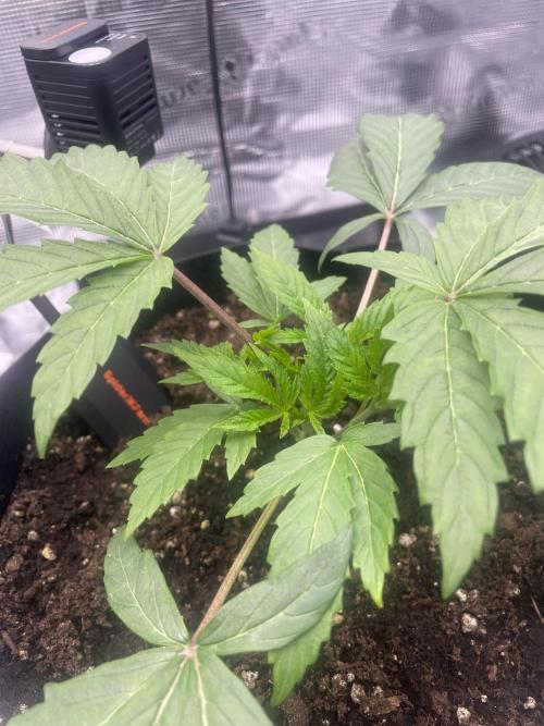 First 🌱💚. Week 3