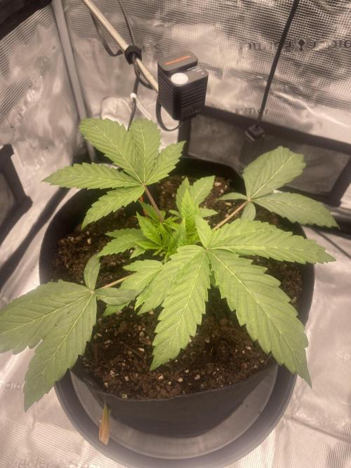 First 🌱💚. Week 3