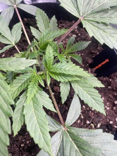 First 🌱💚. Week 3