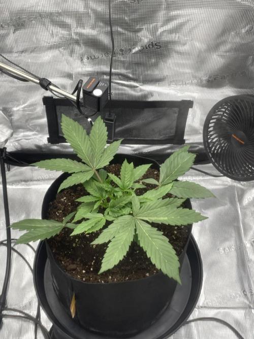 First 🌱💚. Week 3