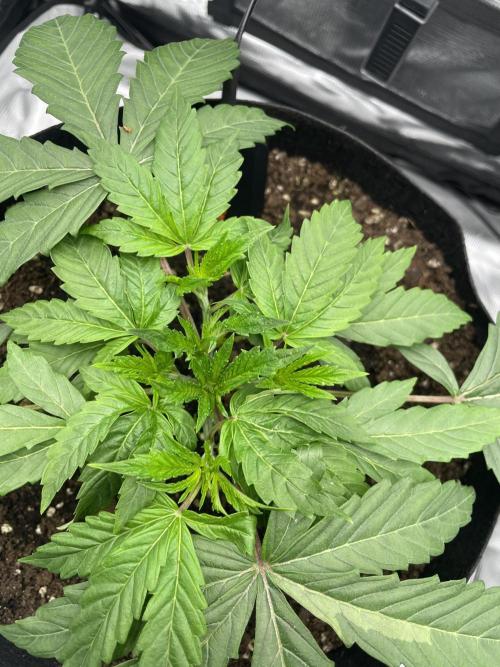 First 🌱💚. Week 3