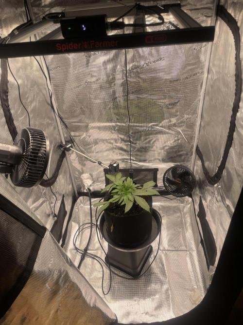 First 🌱💚. Week 3