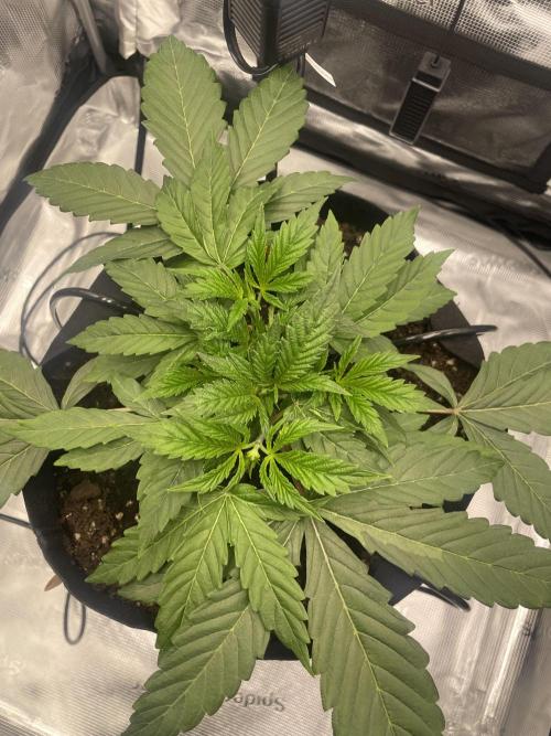 First 🌱💚. Week 3