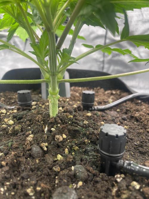 First 🌱💚. Week 3