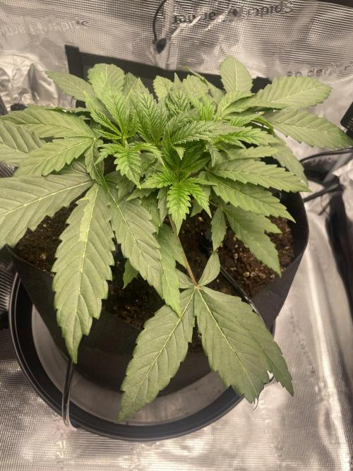 First 🌱💚. Week 3