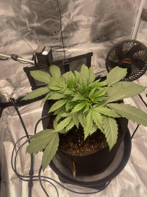 First 🌱💚. Week 3