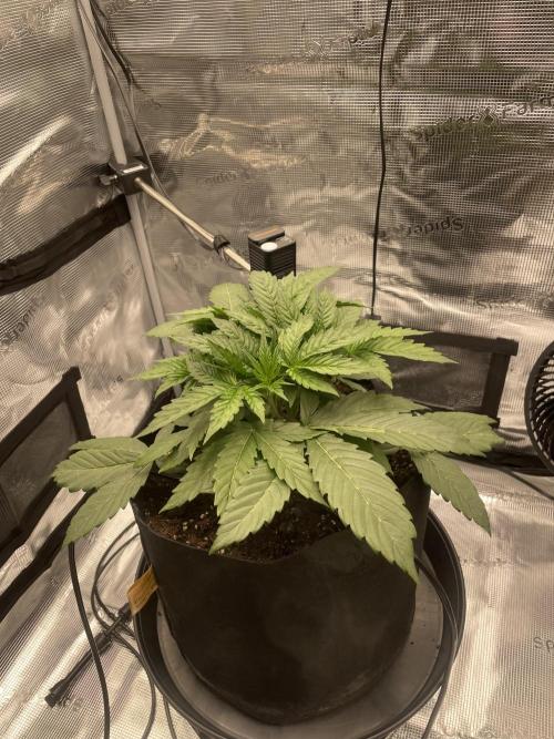 First 🌱💚. Week 3
