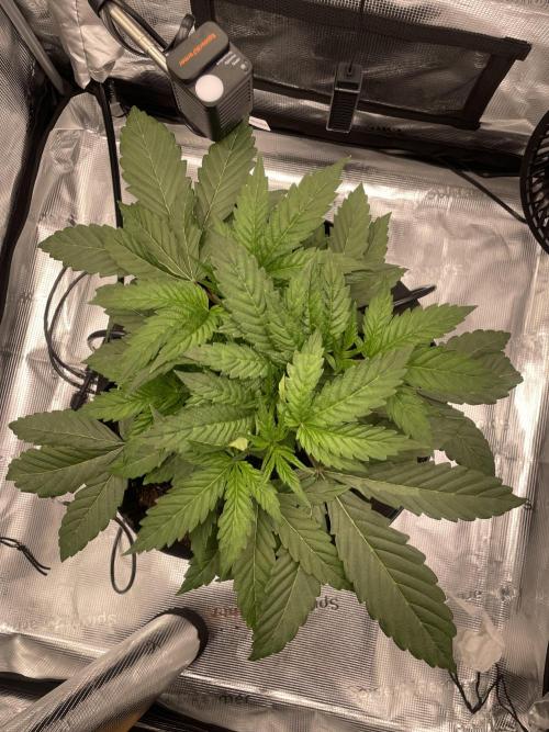 First 🌱💚. Week 3