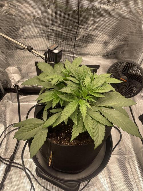 First 🌱💚. Week 3