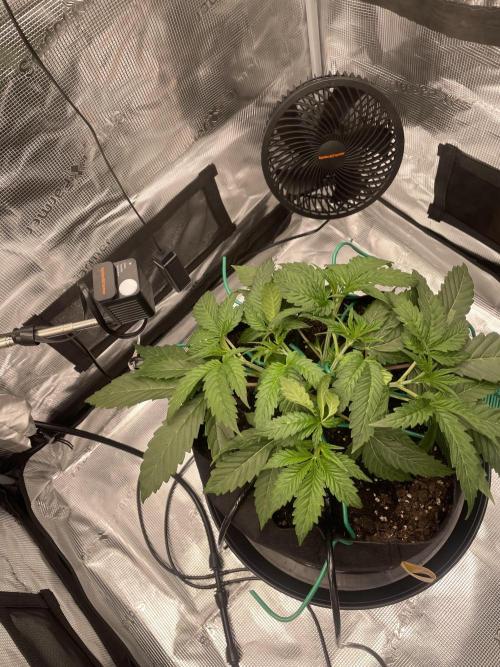 First 🌱💚. Week 3