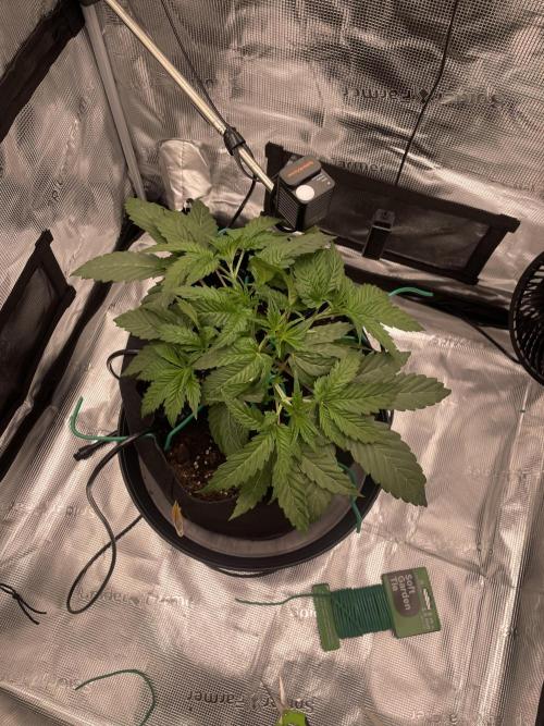 First 🌱💚. Week 3