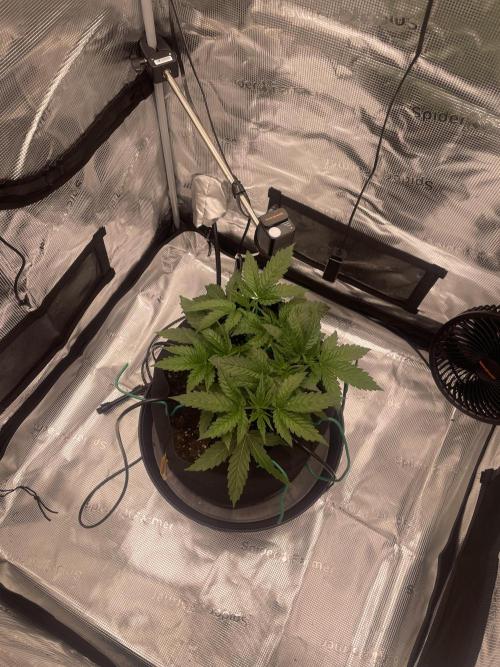 First 🌱💚. Week 3