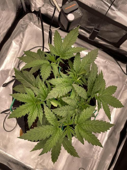 First 🌱💚. Week 3