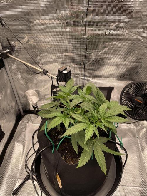 First 🌱💚. Week 3