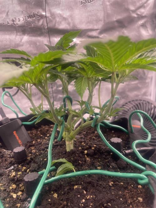 First 🌱💚. Week 4