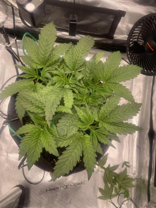 First 🌱💚. Week 4