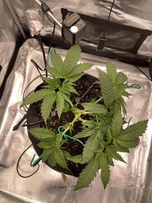 First 🌱💚. Week 4
