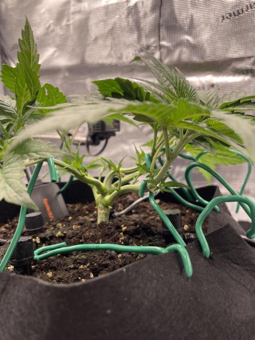 First 🌱💚. Week 4