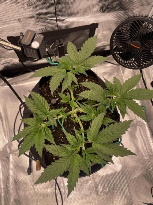 First 🌱💚. Week 4