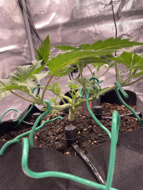 First 🌱💚. Week 4