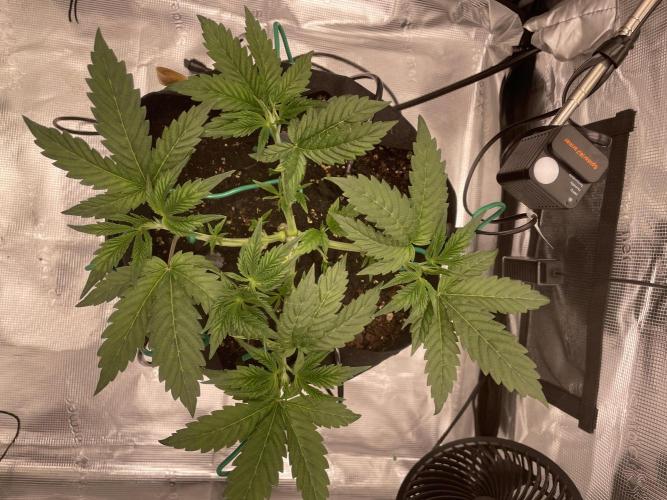 First 🌱💚. Week 4