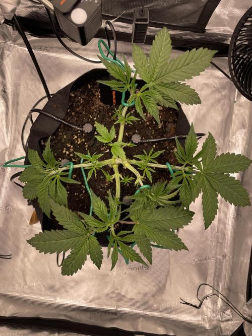 First 🌱💚. Week 4