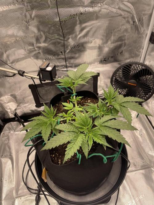 First 🌱💚. Week 4