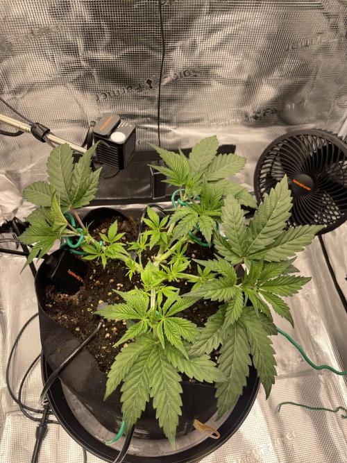 First 🌱💚. Week 4