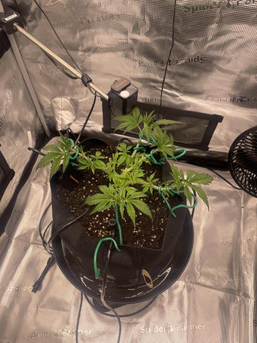 First 🌱💚. Week 4