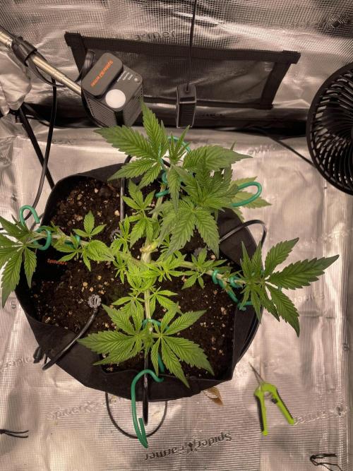 First 🌱💚. Week 4