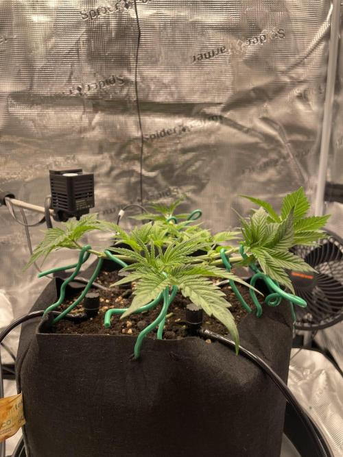 First 🌱💚. Week 4